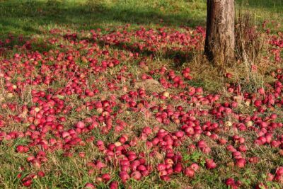 Streuobst Äpfel auf dem Boden am Baum