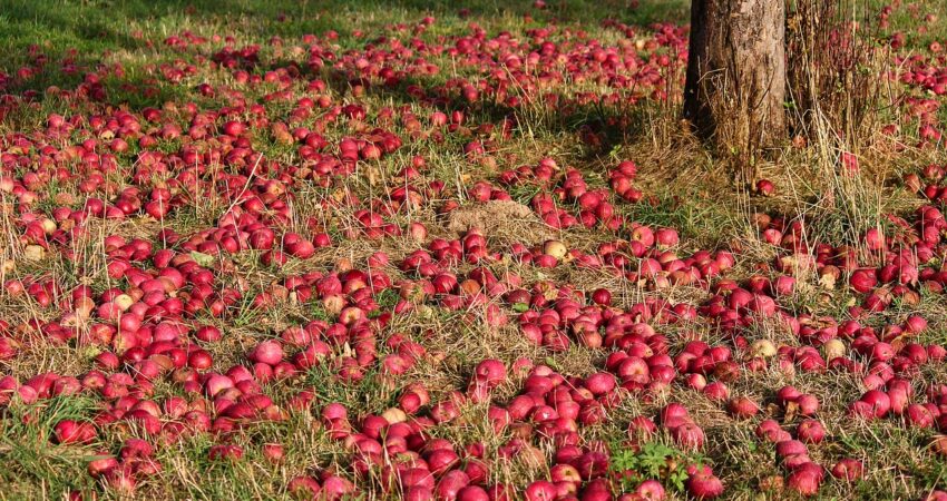 Streuobst Äpfel auf dem Boden am Baum