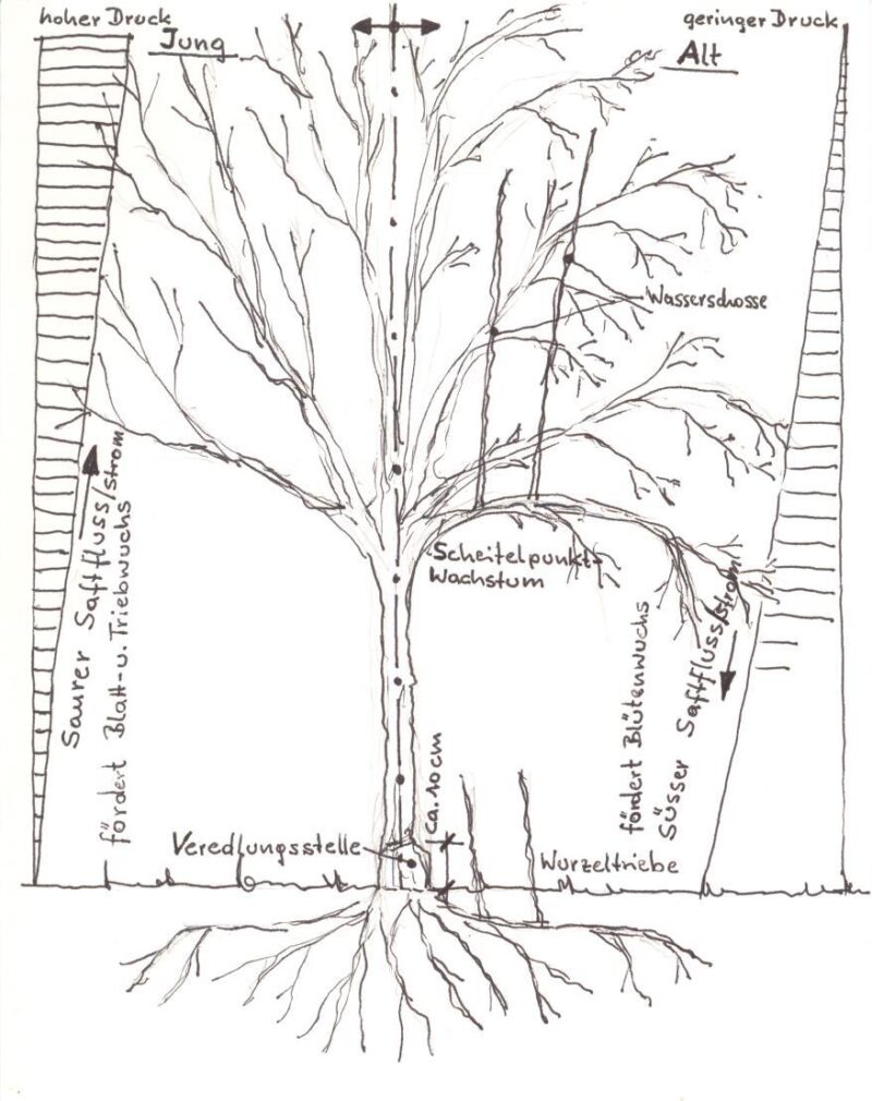 eine Zeichnung über die verschiedenen Säfte in einem Obstbaum und deren Verhältnis zueinander